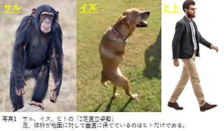 サル、犬、人の二足直立姿勢