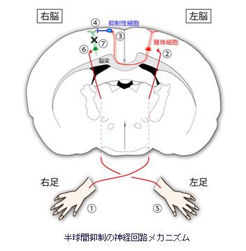 半球間抑制の神経回路メカニズム