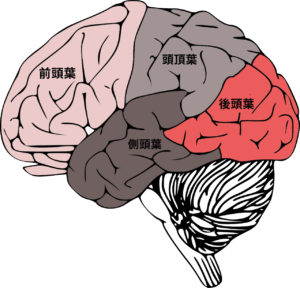 大脳皮質の役割