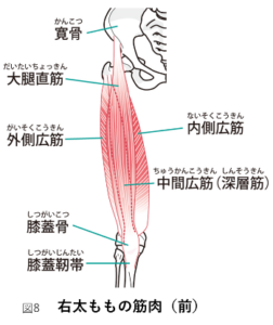 右太ももの筋肉_前