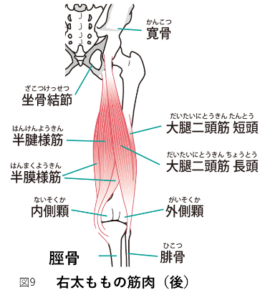 右太ももの筋肉_後