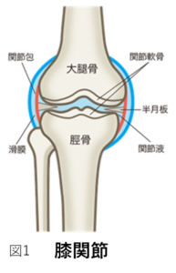 膝関節