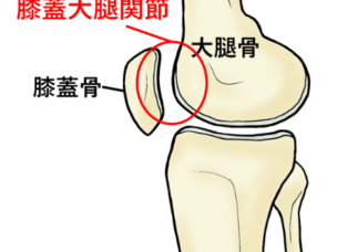 膝蓋大腿関節