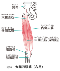 大腿四頭筋