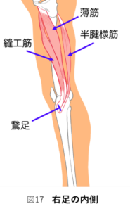 右足の内側