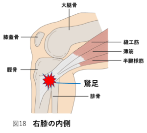 右膝の内側