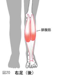 腓腹筋