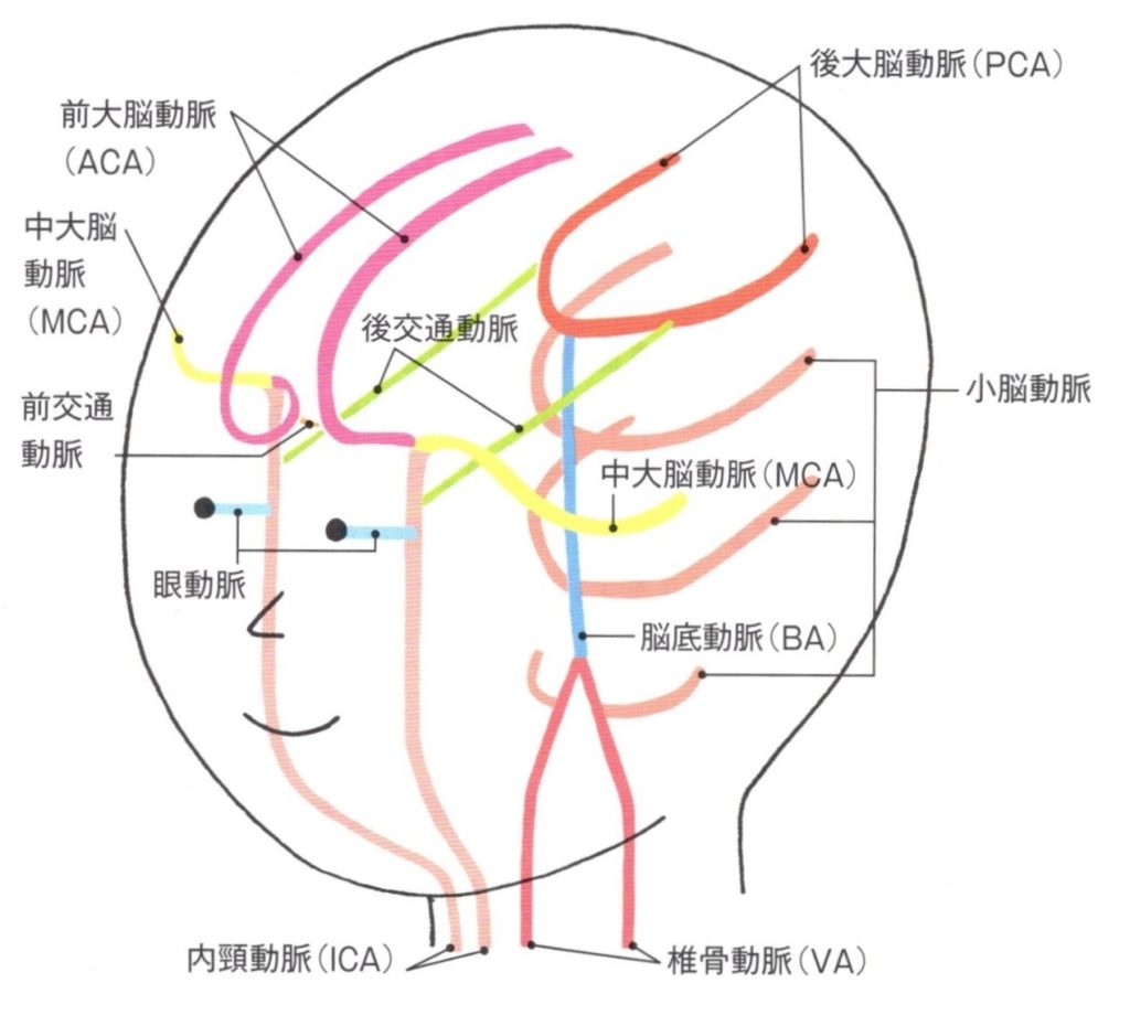 脳の血管