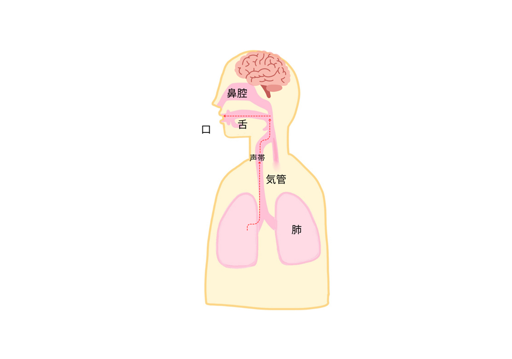 発声の仕組み